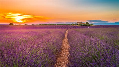 Beautiful Lavender Flowers Field During Sunset Flowers Hd Wallpaper