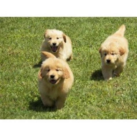 Look here to find a golden retriever breeder close to younew york who may have puppies for sale or a male dog available for stud service. Golden Retriever breeders in New York | FreeDogListings