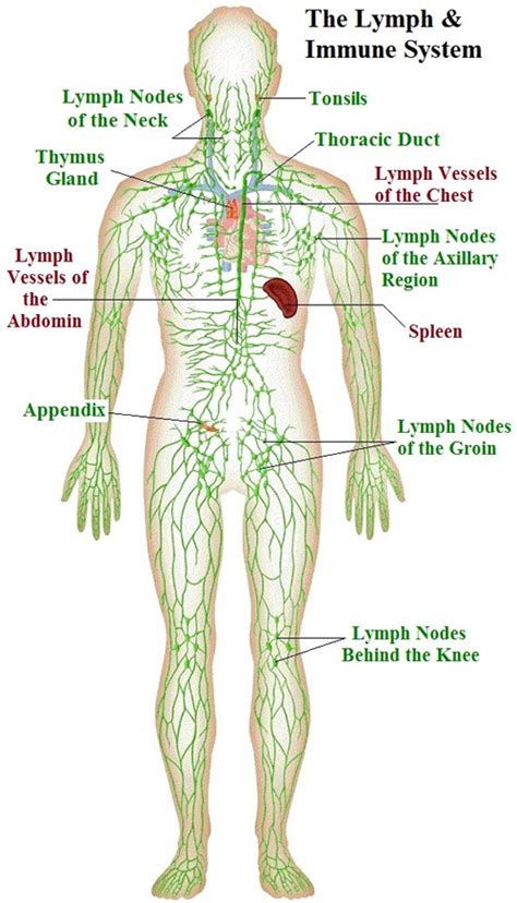 Lymph Flowing River Of Life Nourish Holistic Nutrition