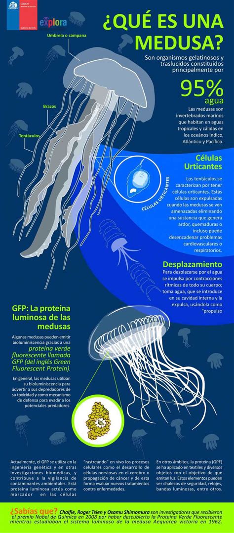 ¿qué Es Una Medusa Exploracl