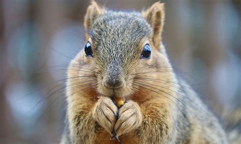 Seven Nutty Squirrel Facts