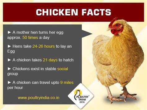 Pin On Poultry India 2017