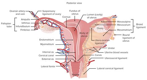 The Large Central Portion Of The Uterus Is Called The
