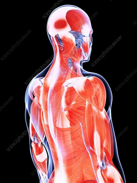Human Back Muscles Artwork Stock Image F0101718 Science Photo