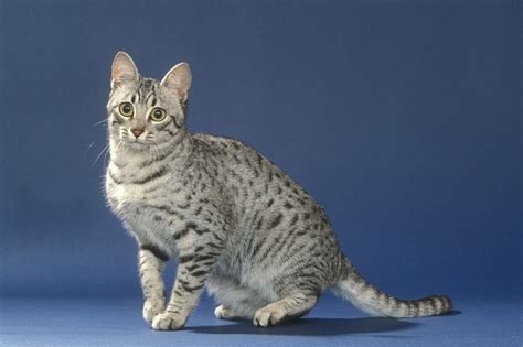 Egyptian Mau The Ultimate Guide To Their History Types