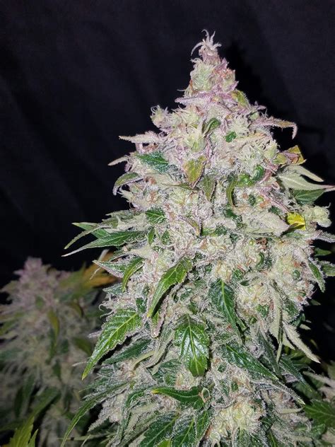 Stardawg Auto Cannabis Seeds Buy Star Dawg Weed Strain Fast Buds