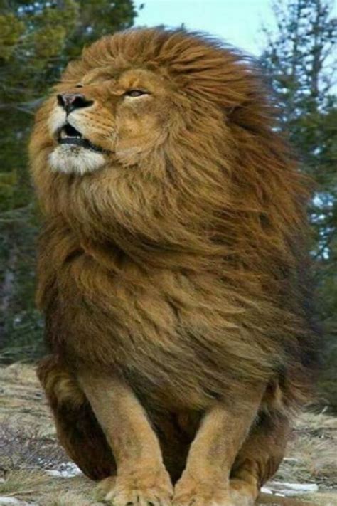 The Largest Lion In The World The Barbarian Lion Video In 2020