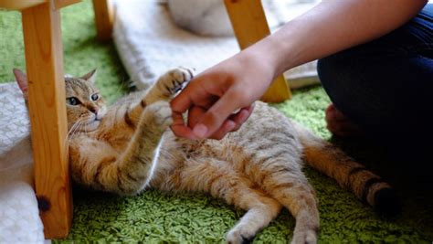Cat Scratches How To Avoid Treat And Care For Them Prettylitter
