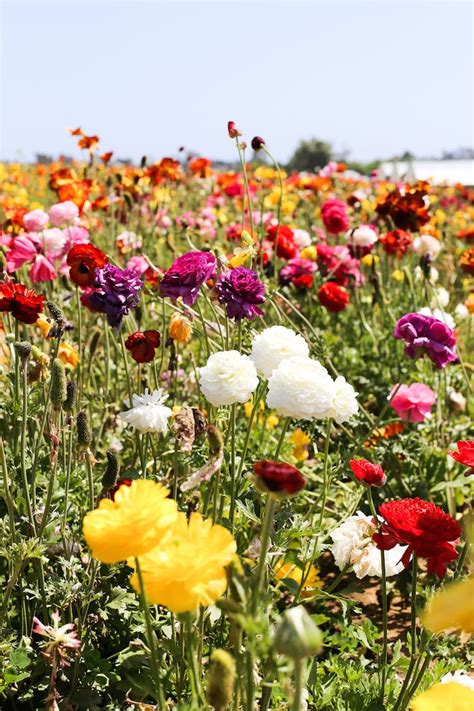 Visit The Flower Fields In Carlsbad Ca About 1 2 Hours South Of Los
