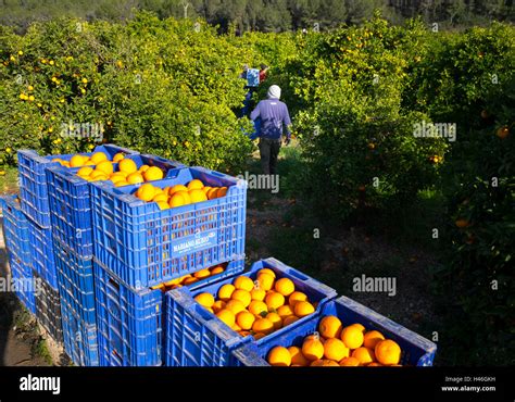 Emballage Des Oranges Banque De Photographies Et Dimages à Haute
