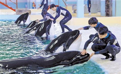 Orca Breeding Centre Opens At Chimelong China Blooloop