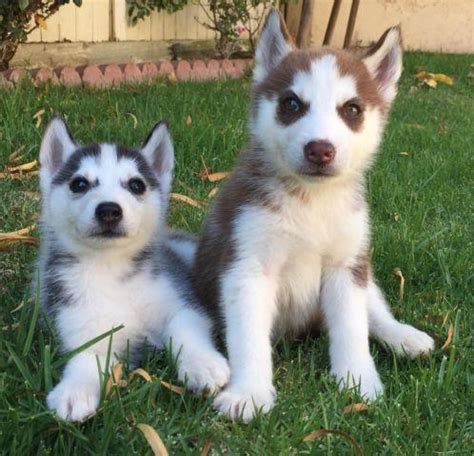 Craigslist has listings for pets in the kauai area find a pet, pet care, or connect with other pet owners. Funny Siberian Husky Puppies For Sale Near Me Craigslist - l2sanpiero