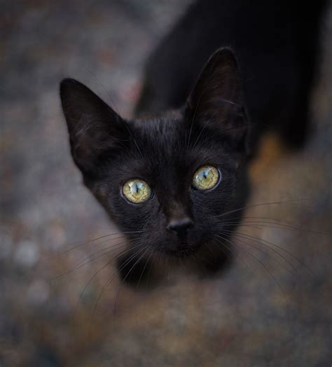 Black Cat With Green Eyes Black Cat Breeds Black Cat Aesthetic Cat