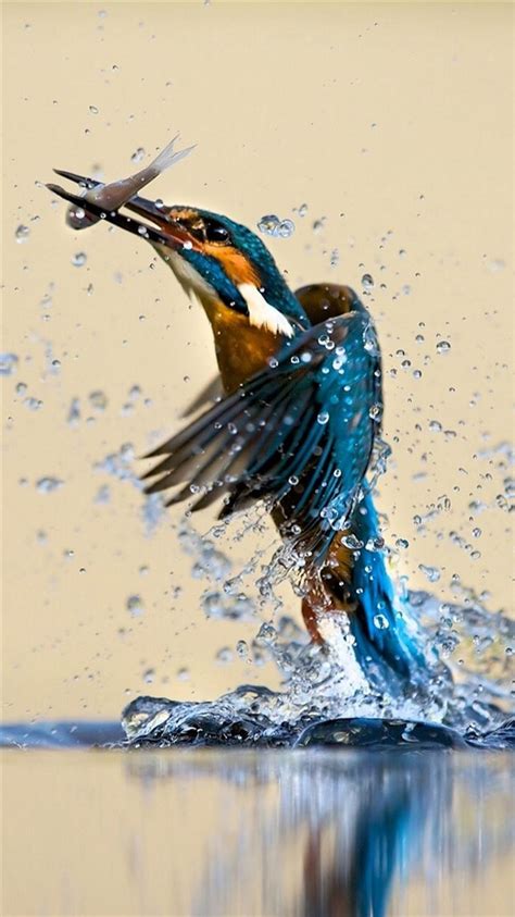 Kingfisher Catching Fish Iphone 8 Wallpapers Free Download