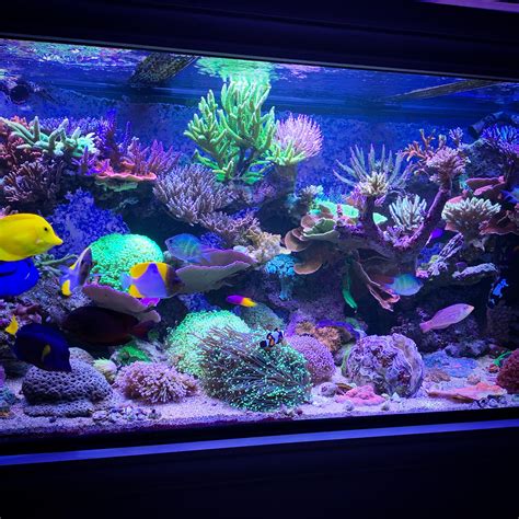 Dream Aquarium Tanks Statinfo