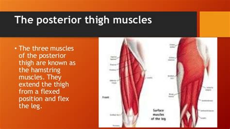 The thigh muscles need both strength and flexibility, each of which can be improved by exercise. Upper leg muscles and Thorax