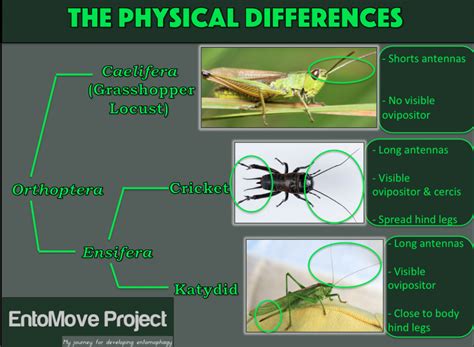The Bug Investigation Locust Grasshopper Cricket Or Katydid