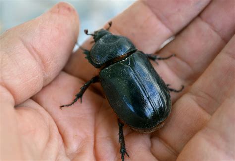 Female Ox Beetle Whats That Bug