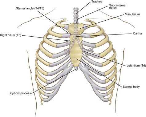 Surface Anatomy Of Ribs Mededpublish Art Anatomy An Everlasting