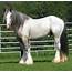 Pin On Gypsy Vanner Horse