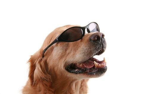 Dog With Sunglasses Stock Image Image Of Gold Holiday 10741959