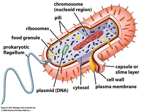Bacterial Structures Prokaryotic Cell Eukaryotic Cell Biology Notes