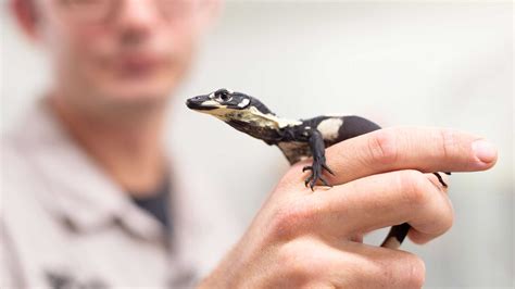 Meet Our New Lace Monitor Hatchlings Auckland Zoo News