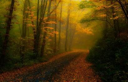 Forest North Carolina Autumn Fog Nature Road