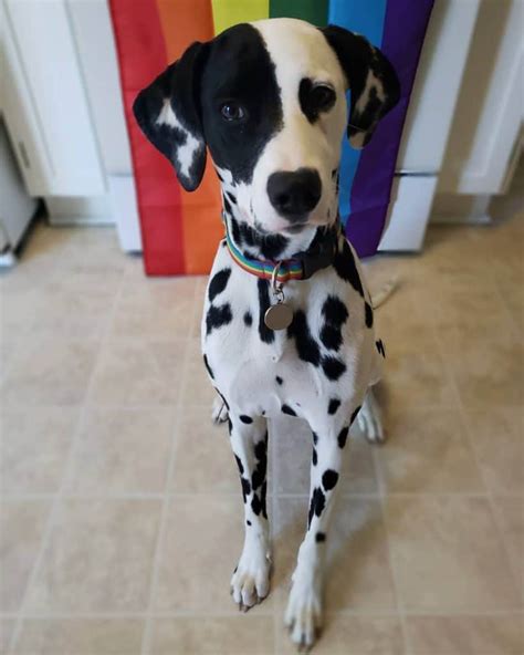 Several times a week the pet needs to be combed with a soft brush. Dalmatian Mix Breeds | 42+ Adorable Dalmatian Mixes With PICS