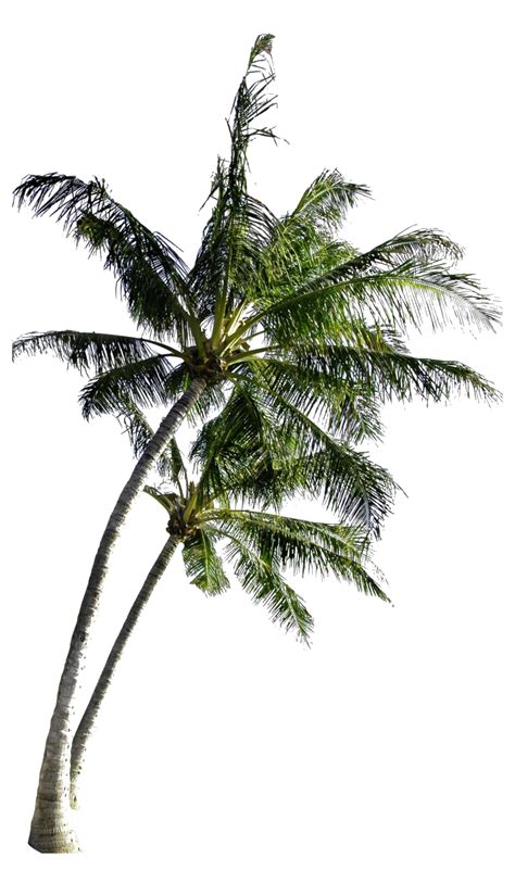 Beach Coconut Tree Png Transparent Images Png All