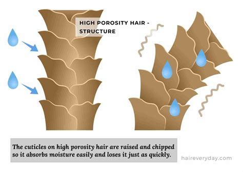 How To Find Your Hair Porosity Easily In 30 Seconds Flat Hair