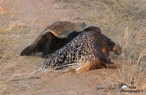 In Photos Honey Badger Feasts On A Porcupine Animal Behaviour
