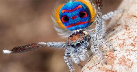 varias nuevas especies de arañas ya tienen nombre
