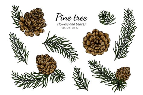 Pine Cone And Leaf Hand Drawn Botanical Illustration 1176952 Vector Art
