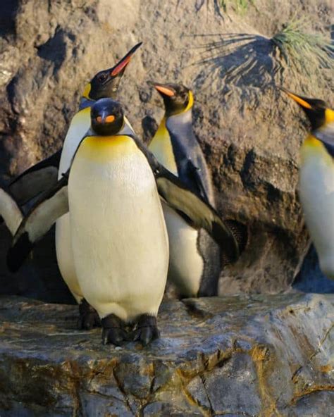 Emperor Penguin Bird Facts Aptenodytes Forsteri Az Animals