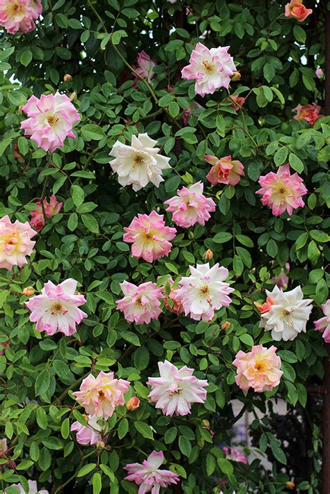 Rosa Phyllis Bide Climbing Rose Buy Online At Annies Annuals