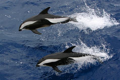 Two Hourglass Dolphins Breaching In The Southern Ocean Lagenorynchus