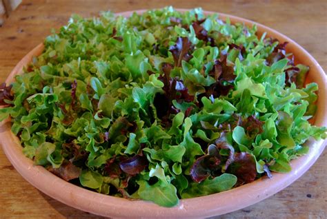 Create Your Own Lettucemesclun Bowl Giantveggiegardener