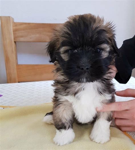 2 Beautiful Kc Lhasa Apso Puppies For Sale In Wallsend Tyne And Wear