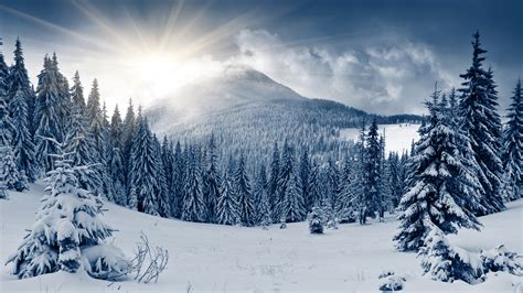 Winter Forest 4k Mountain Sun Snow Fir Trees Hd Wallpaper