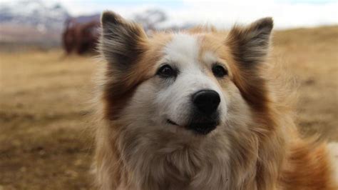 10 Popular Spitz Dog Breeds