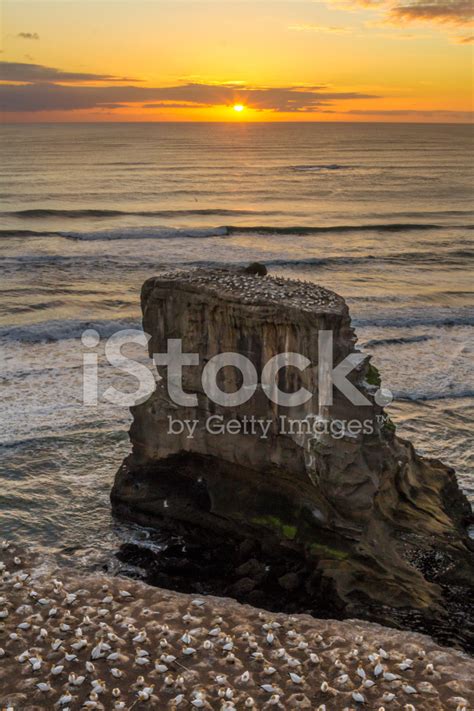 Sunset At The Muriwai Gannet Colony Stock Photo Royalty Free Freeimages