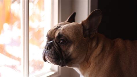 They are outgoing, cheerful, playful, athletic and, above all, affectionate with people of all ages puzzle for print. 9 Signs Your Dog Misses You While You're Gone | Cute ...
