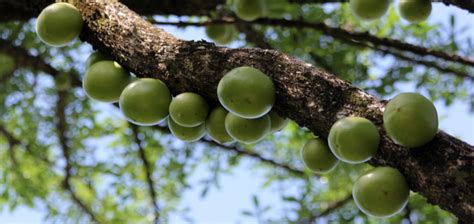 The Fruit Of The Morro Tree Crescentia Alata By Scott Meadows