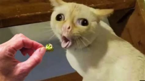 Funny Cats On Tiktok That Will 100 Cure Your Mood 🥰 Dont Try To Hold