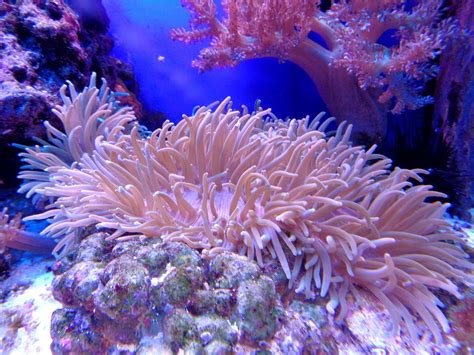 Coral Reef Angria Bank Coral Reefs 1920x1440 Wallpaper