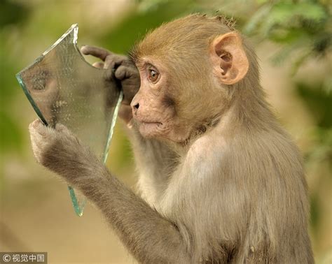 A Monkey Looks At Its Reflection In A Glass Shard