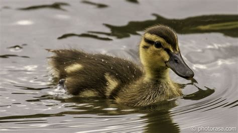Baby Duck 1 Photorasa Free Hd Photos