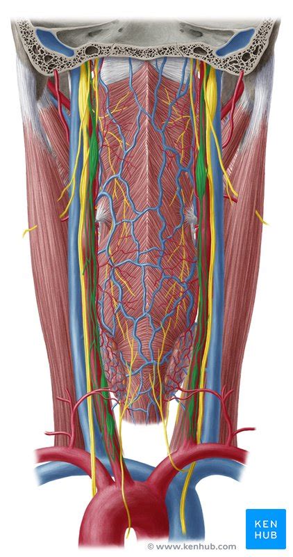 The nervous system has three primary functions. Sympathetic nervous system: Definition, anatomy, function ...