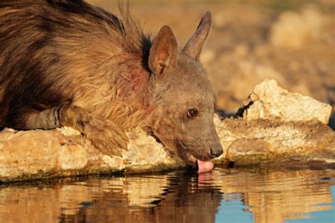 The Perils Of A Female Hyena Giving Birth